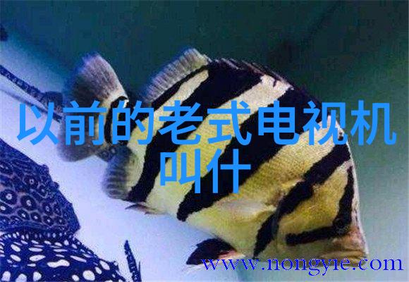 卫生级均质乳化泵 乳化机